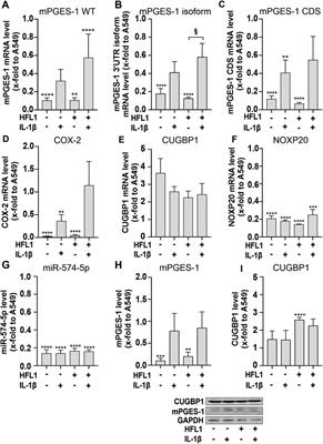 The multiple functions of miR-574-5p in the neuroblastoma tumor microenvironment